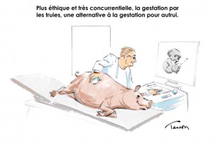 Gestation par les truies/GPA